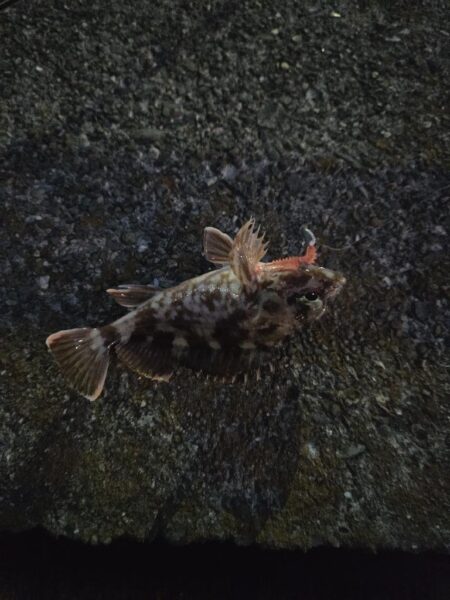 遠征2日目（釣り納め）