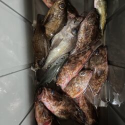 アジングのはずがガシリング