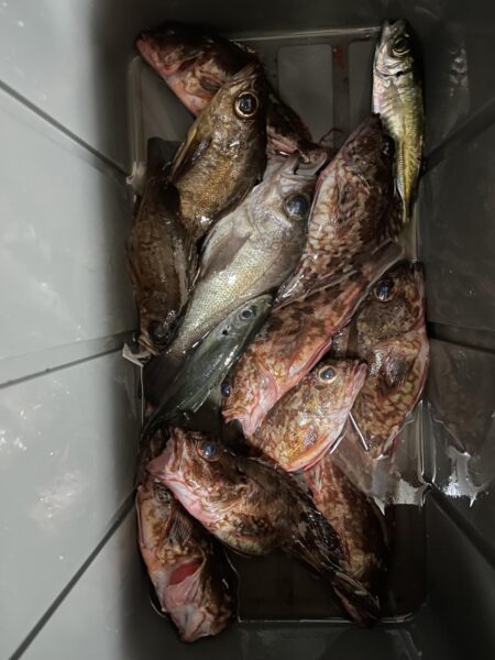 アジングのはずがガシリング