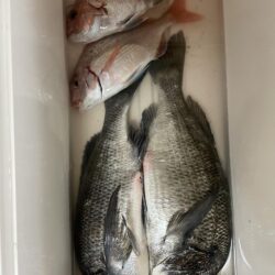 カゴ釣りで寒チヌ