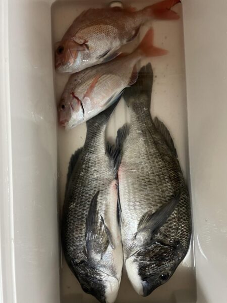 カゴ釣りで寒チヌ