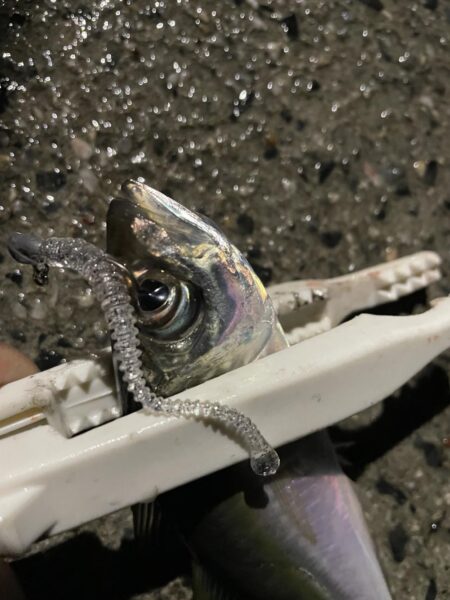 爆風シーバスゲーム