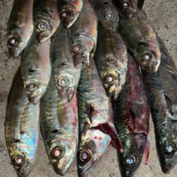 凪の日アジング