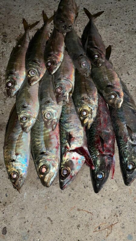 凪の日アジング