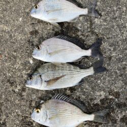 初単独フカセ釣り