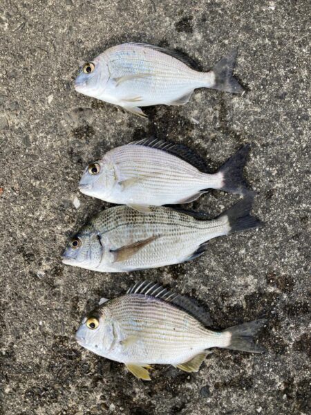 初単独フカセ釣り