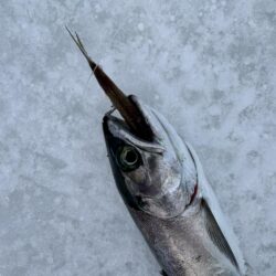 氷上サクラ咲く 2nd