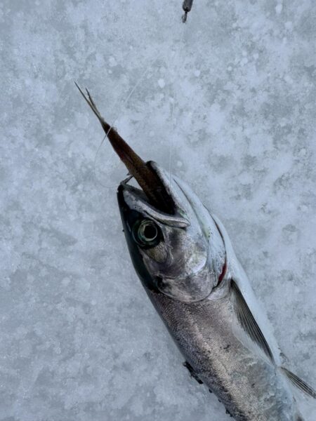 氷上サクラ咲く 2nd