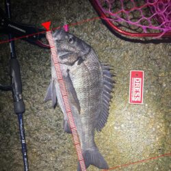 今年初のチニング