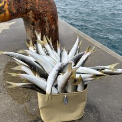 今日もカマスは爆釣でした
