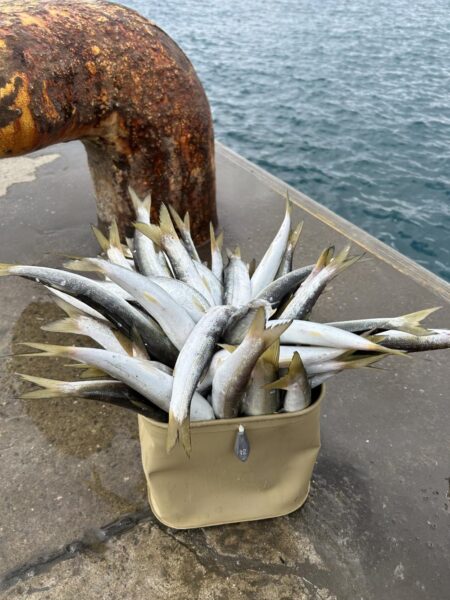 今日もカマスは爆釣でした