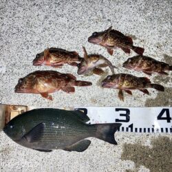 寒波の中メジナ！