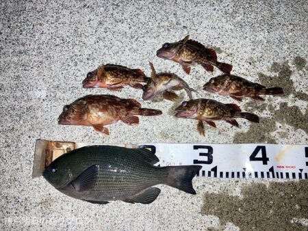 寒波の中メジナ！