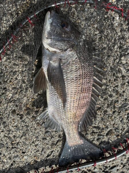 イチノ兄弟、釣果！