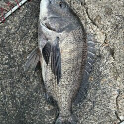 イチノ兄弟、釣果!