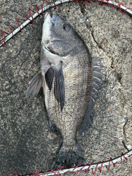 イチノ兄弟、釣果!