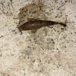 今年初フィッシング