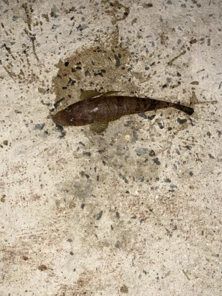 今年初フィッシング