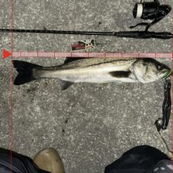 厳寒バチ抜けきた？