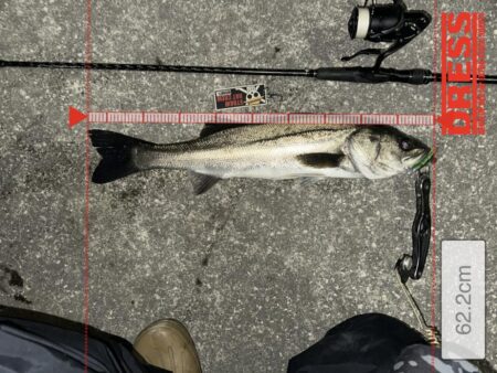 厳寒バチ抜けきた？