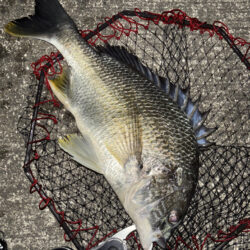 ヘチってきました