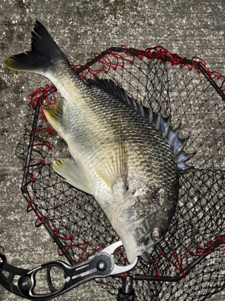 ヘチってきました