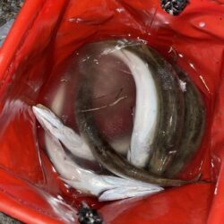 カマスの干物が食べたくて