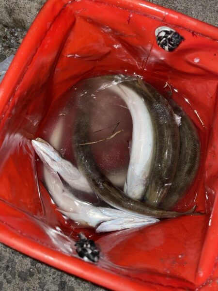 カマスの干物が食べたくて