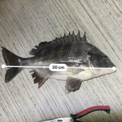 息抜きにチニング