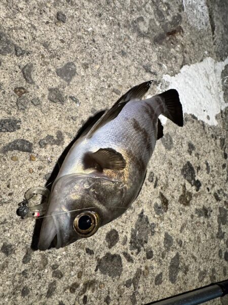 元旦　釣り始め