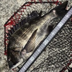 ヘチってきました