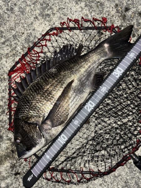 ヘチってきました