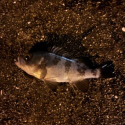 寒すぎましたがいました