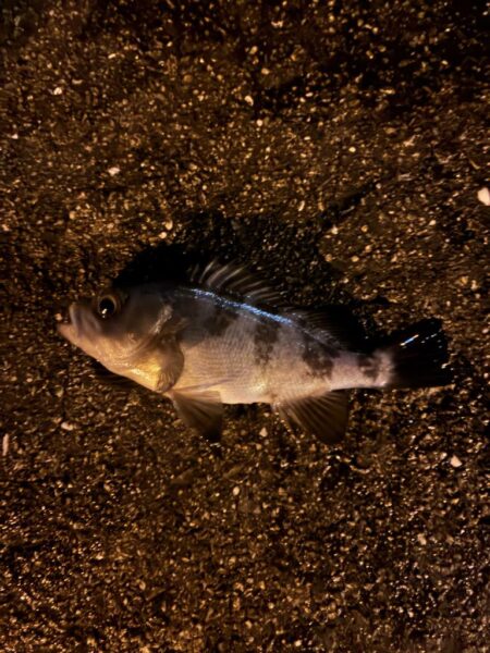 寒すぎましたがいました