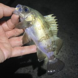 メバルはタイミング