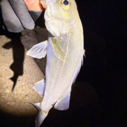 まるは釣具○○店激推しワームで一撃‼️