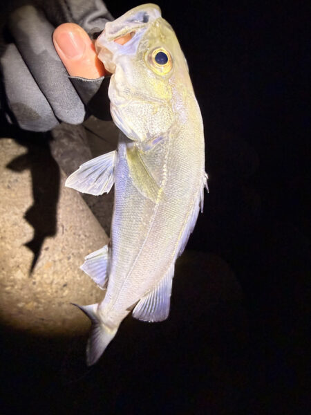 まるは釣具○○店激推しワームで一撃‼️
