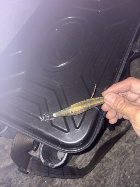 新年初エギング