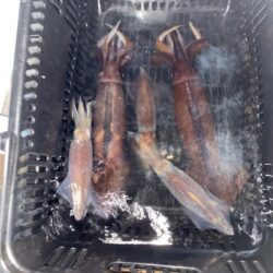 イカメタル調子良かったはずが…