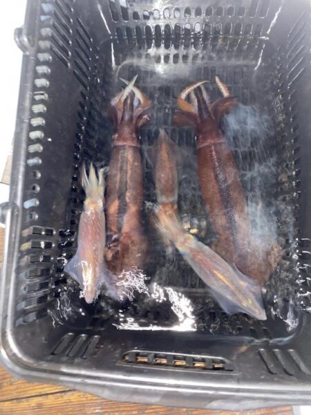 イカメタル調子良かったはずが…