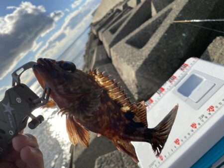 シロギスタ:2026年初釣行