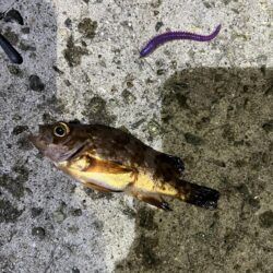 淡路島アジング