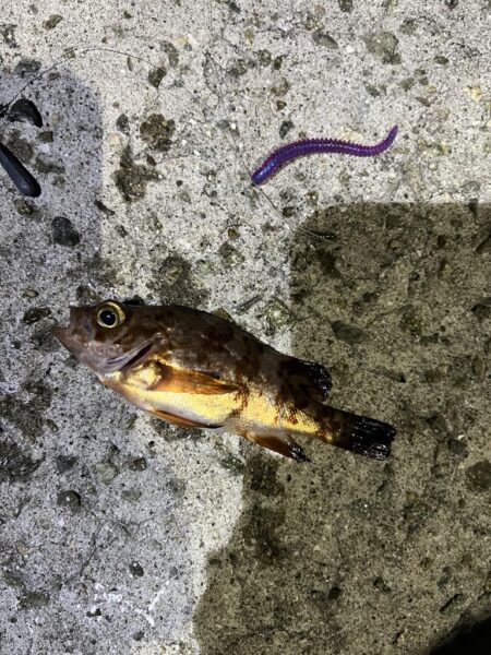 淡路島アジング