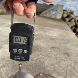 念願のコブダイ