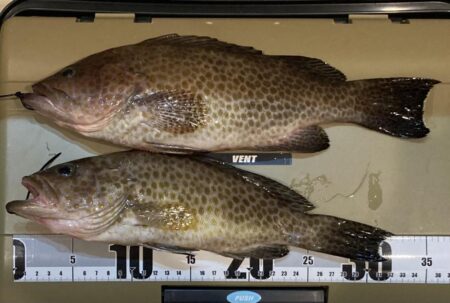 五目タイラバで目標達成