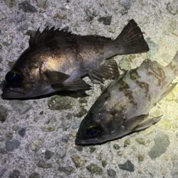 大寒波メバリング