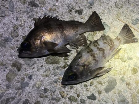 大寒波メバリング