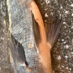 極寒のエビ撒きでチヌ