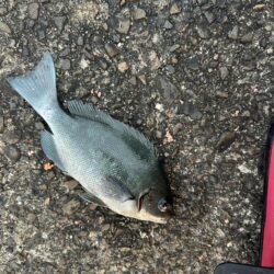 業務スーパーのムール貝！