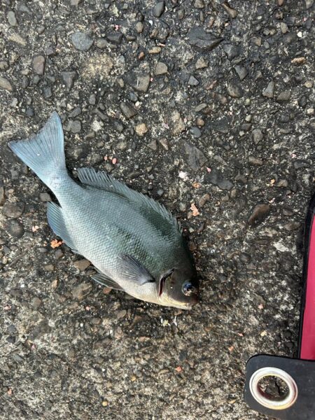 業務スーパーのムール貝！